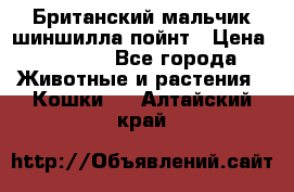 Британский мальчик шиншилла-пойнт › Цена ­ 5 000 - Все города Животные и растения » Кошки   . Алтайский край